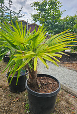 Windmill Palm - Trachycarpus fortunei 40cm Trunk