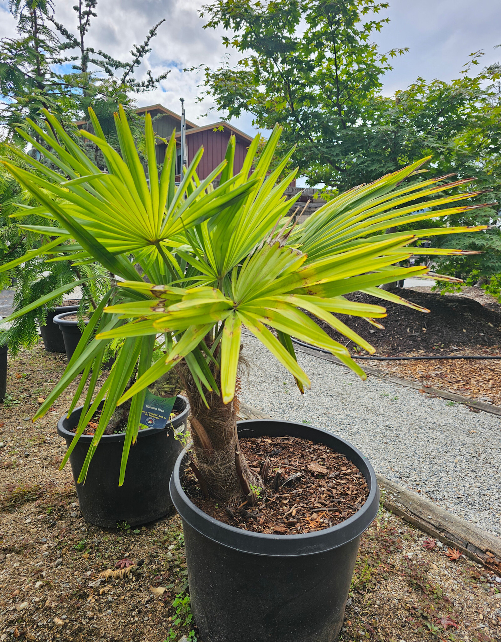 Windmill Palm - Trachycarpus fortunei 40cm Trunk
