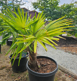 Windmill Palm - Trachycarpus fortunei 40cm Trunk