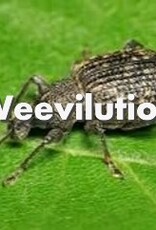 Weevilution