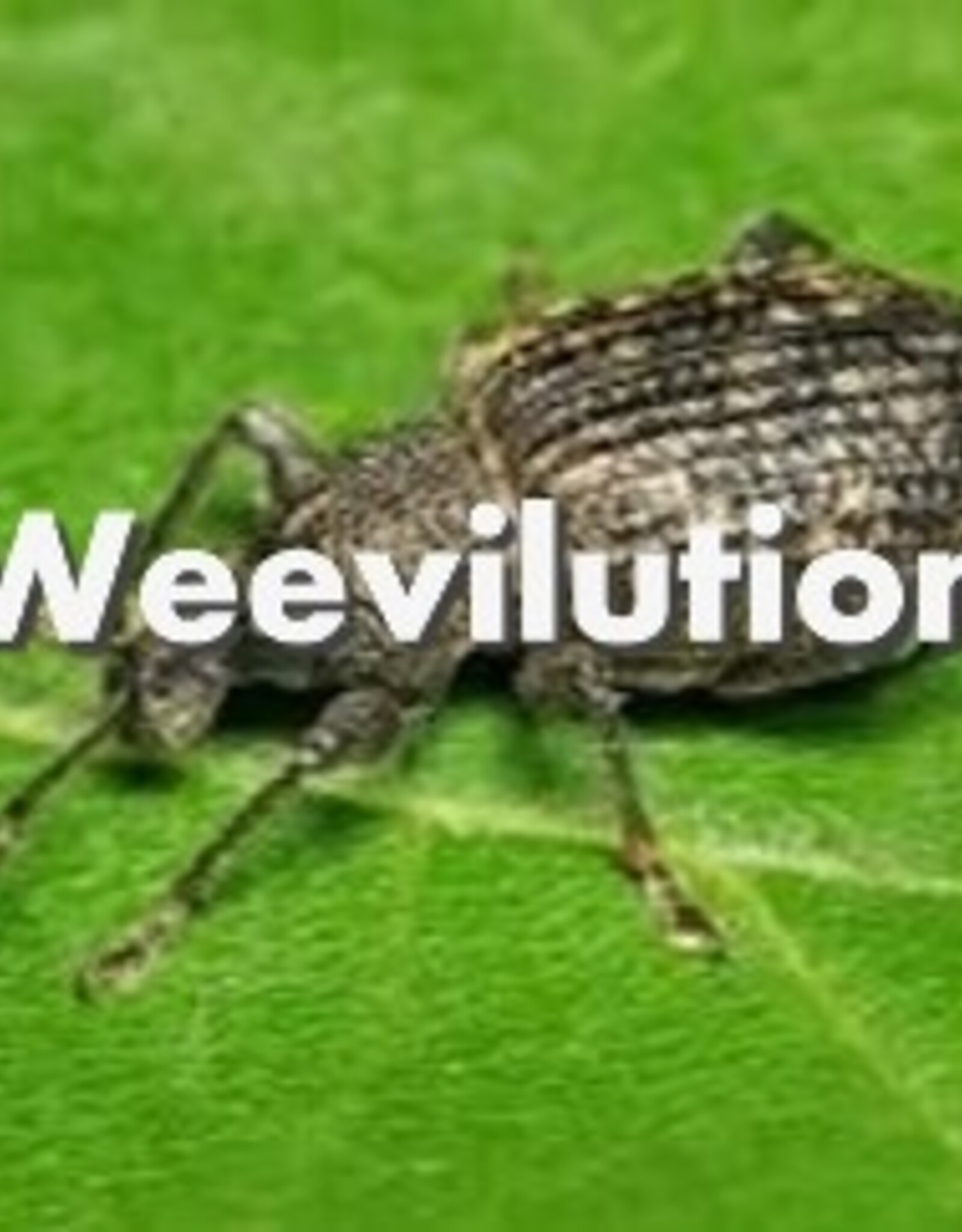 Weevilution