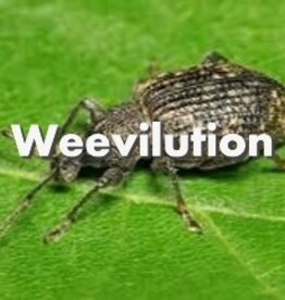 Weevilution - Pre-Order Only