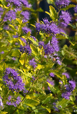 Proven Winners Caryopteris Sunshine Blue II 2gal