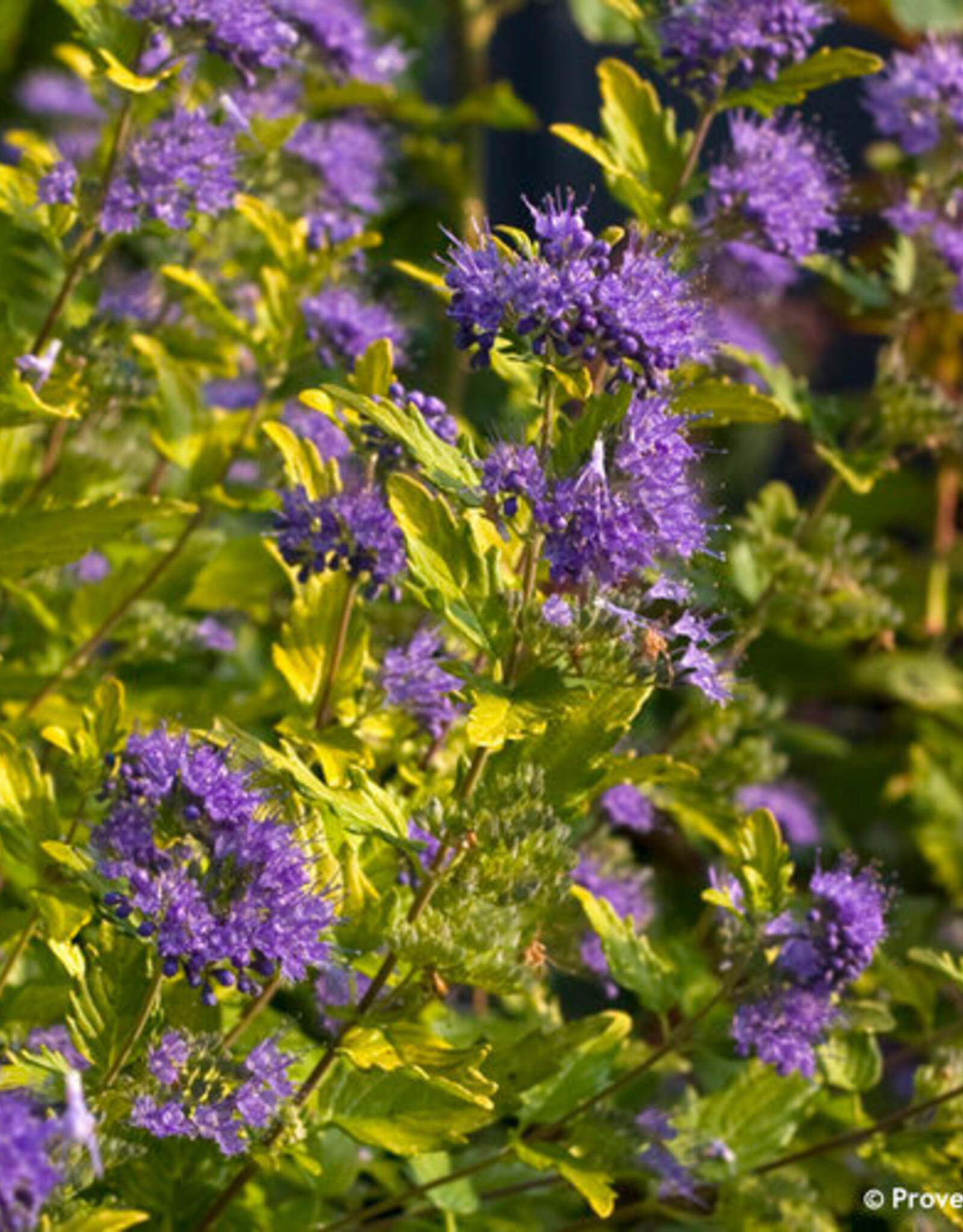 Proven Winners Caryopteris Sunshine Blue II 2gal