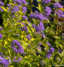 Proven Winners Caryopteris Sunshine Blue II 2gal