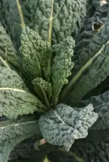 West Coast Seeds Kale - Black Magic Organic