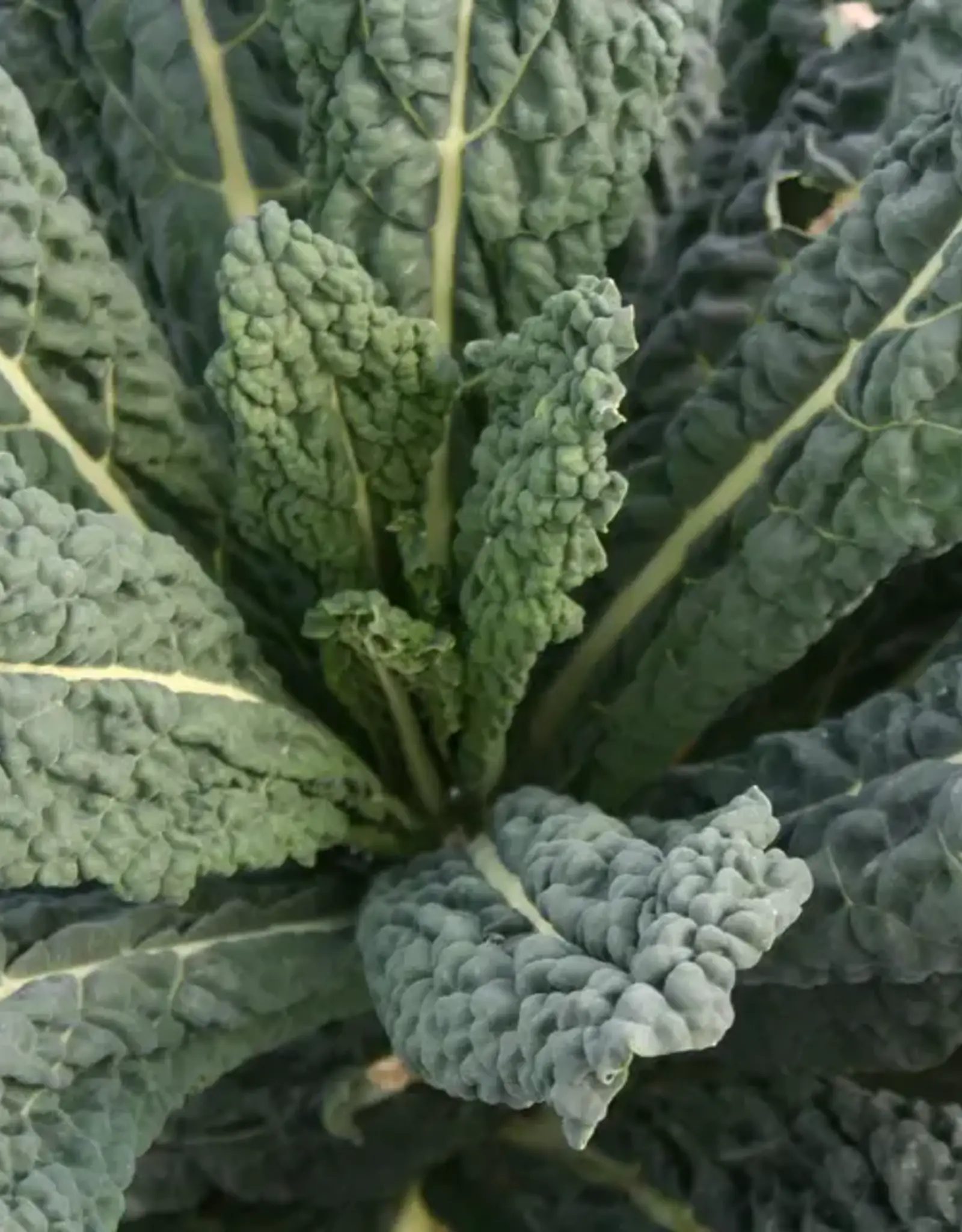 West Coast Seeds Kale - Black Magic Organic