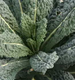 West Coast Seeds Kale - Black Magic Certified Organic