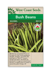 West Coast Seeds Bean - Bush - Maxibel Filet Organic Certified A