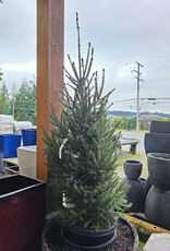 Spruce White North Pole 10gal