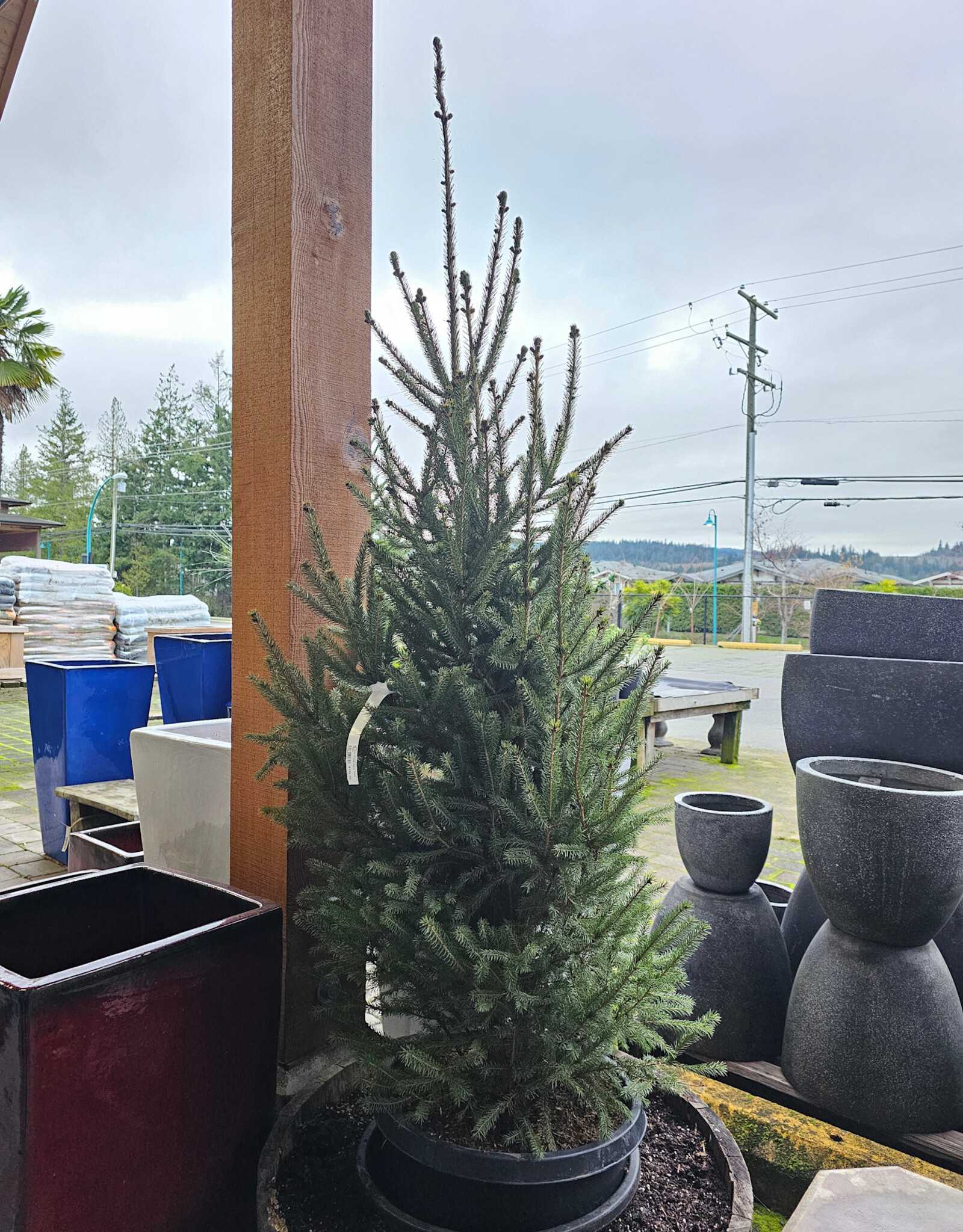 Spruce White North Pole 10gal