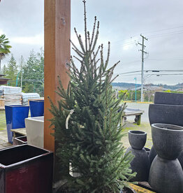 Spruce White North Pole 10gal