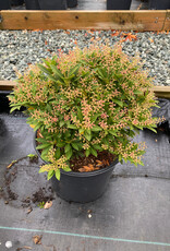 Pieris japonica Prelude