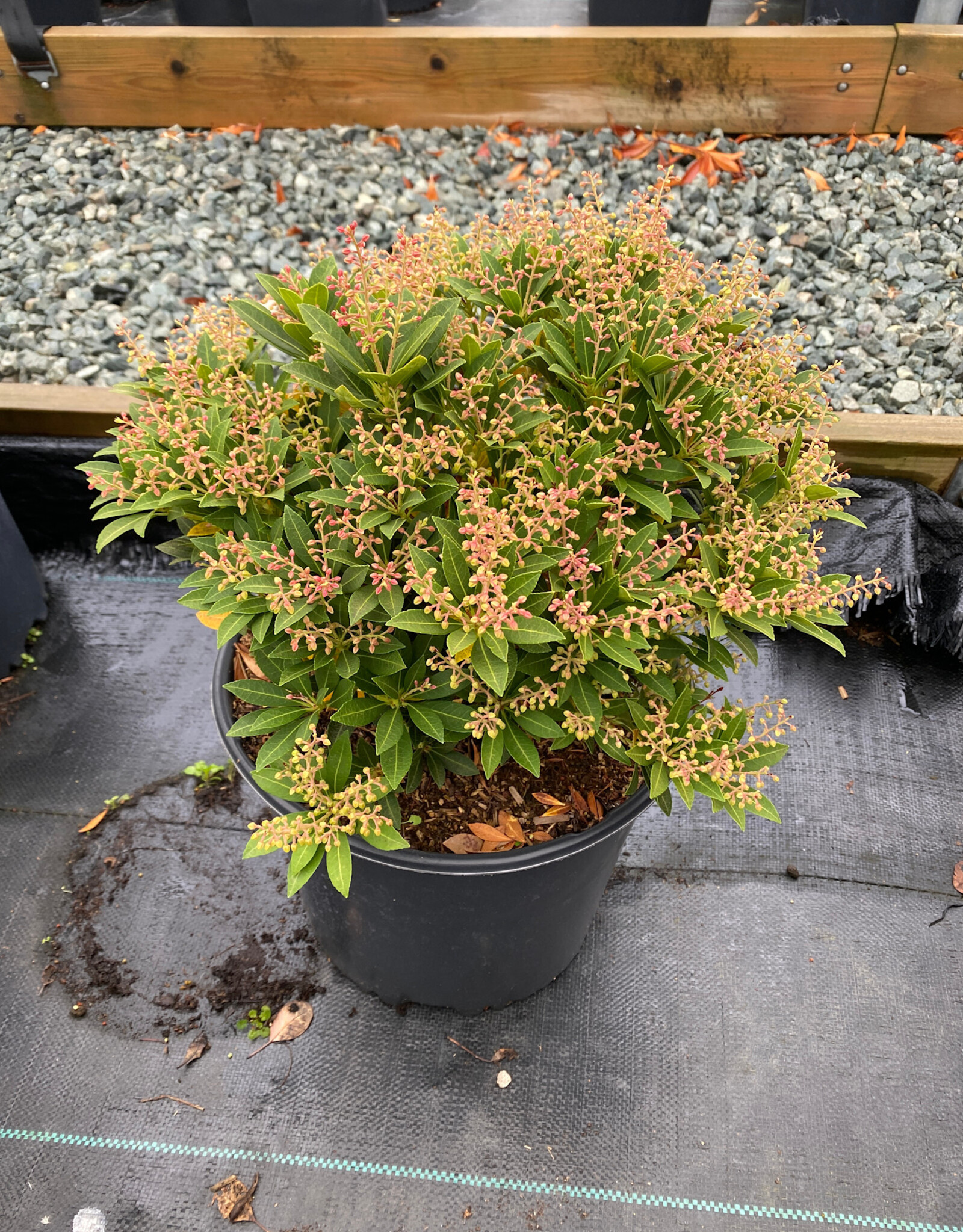 Pieris japonica Prelude