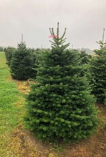 Nordman  Fir 11-12 Feet