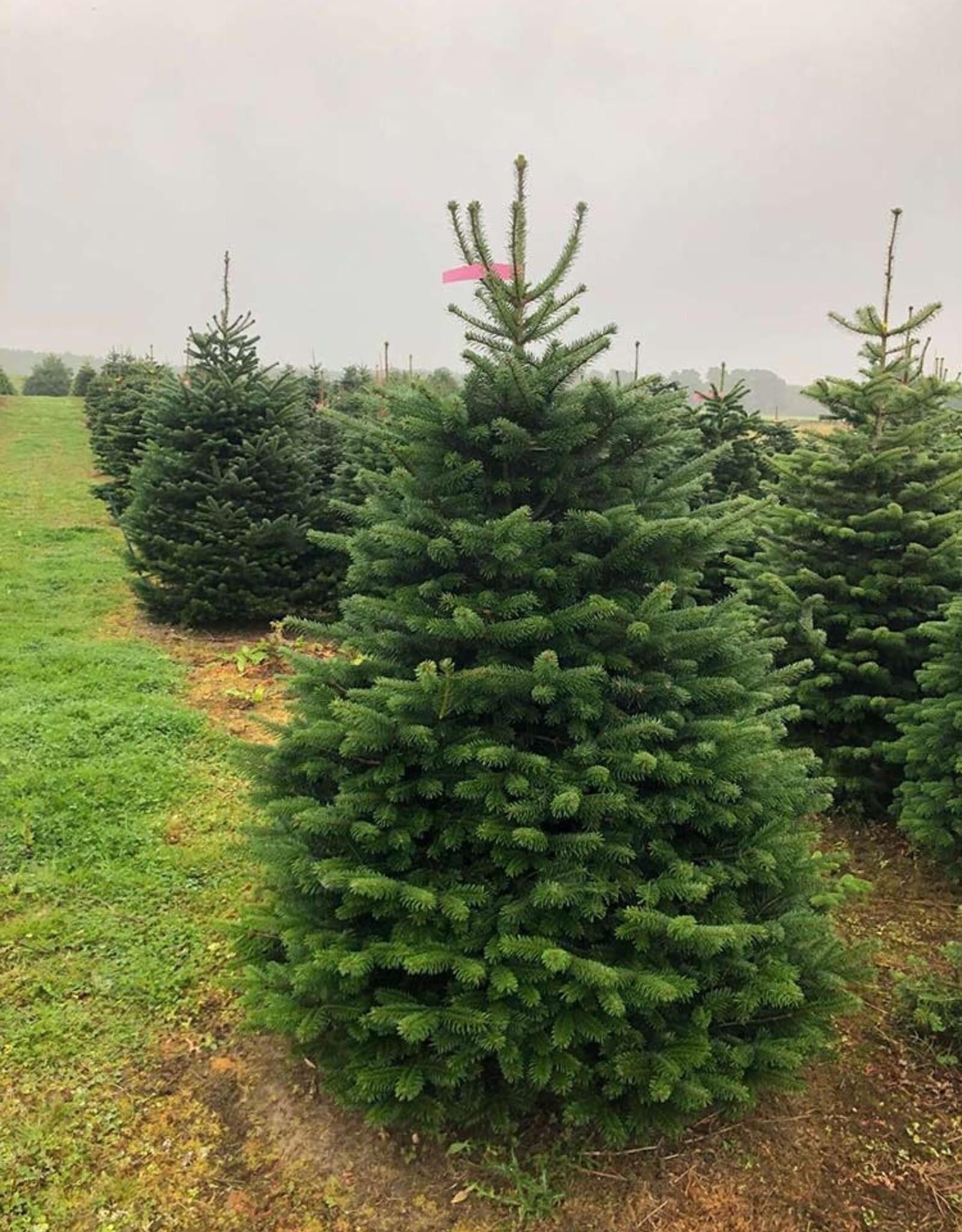 Nordman  Fir 11-12 Feet