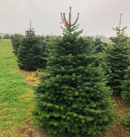 Nordman Fir 5-6 foot