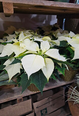 Poinsettia Assorted 6inch