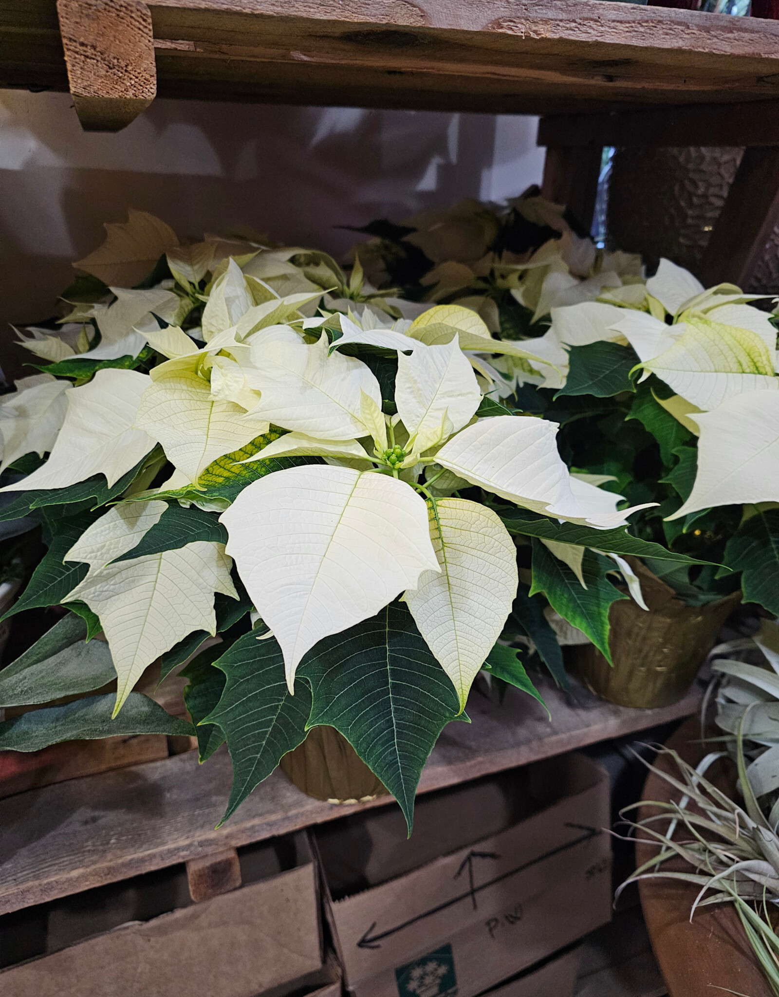 Poinsettia Assorted 6inch