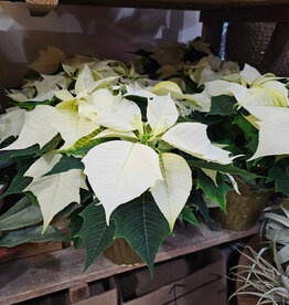Poinsettia Assorted 6inch