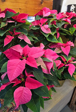 Poinsettia Assorted 6inch