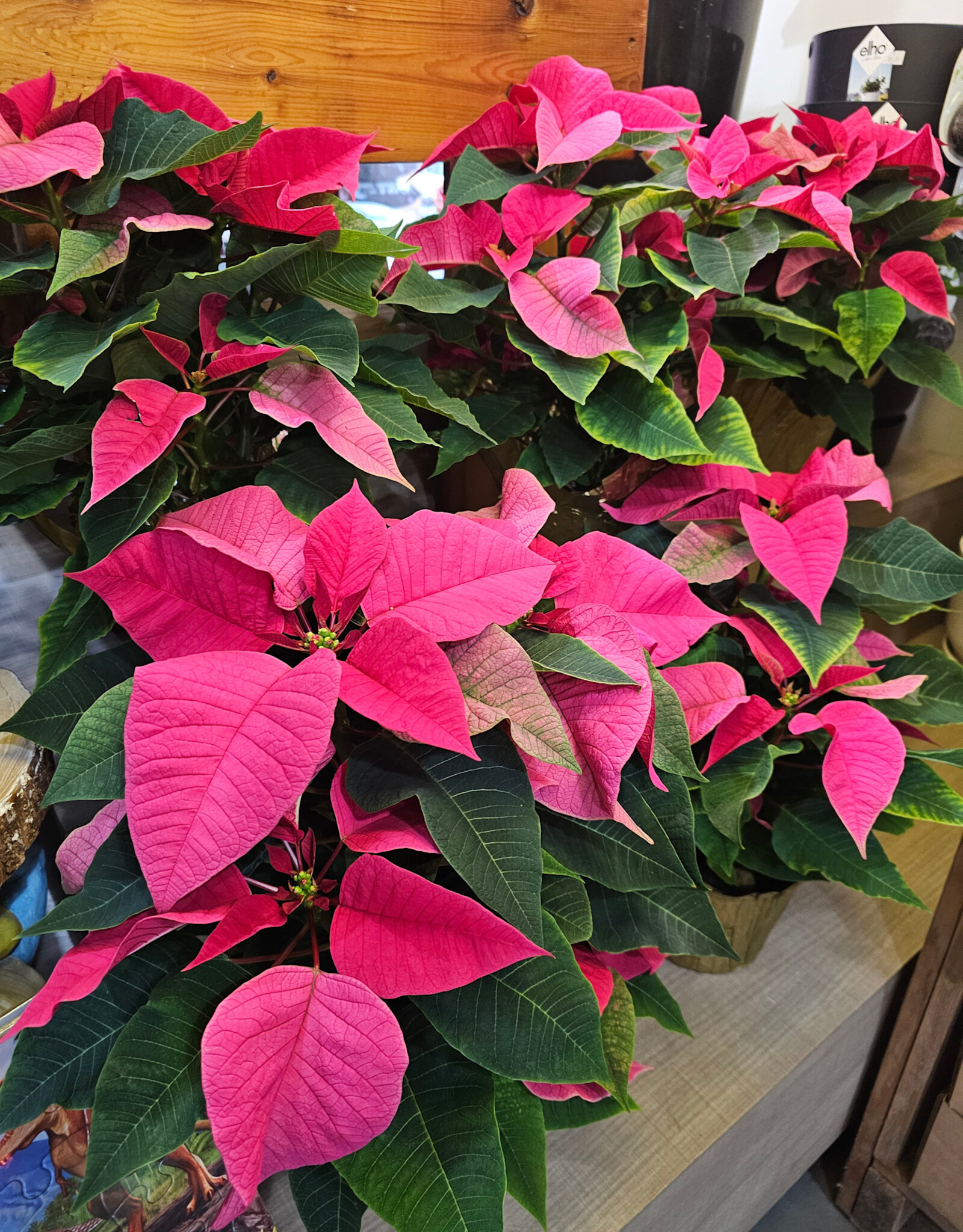 Poinsettia Assorted 6inch
