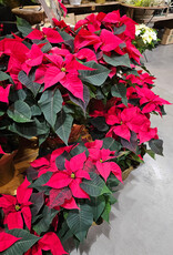 Poinsettia Assorted 6inch
