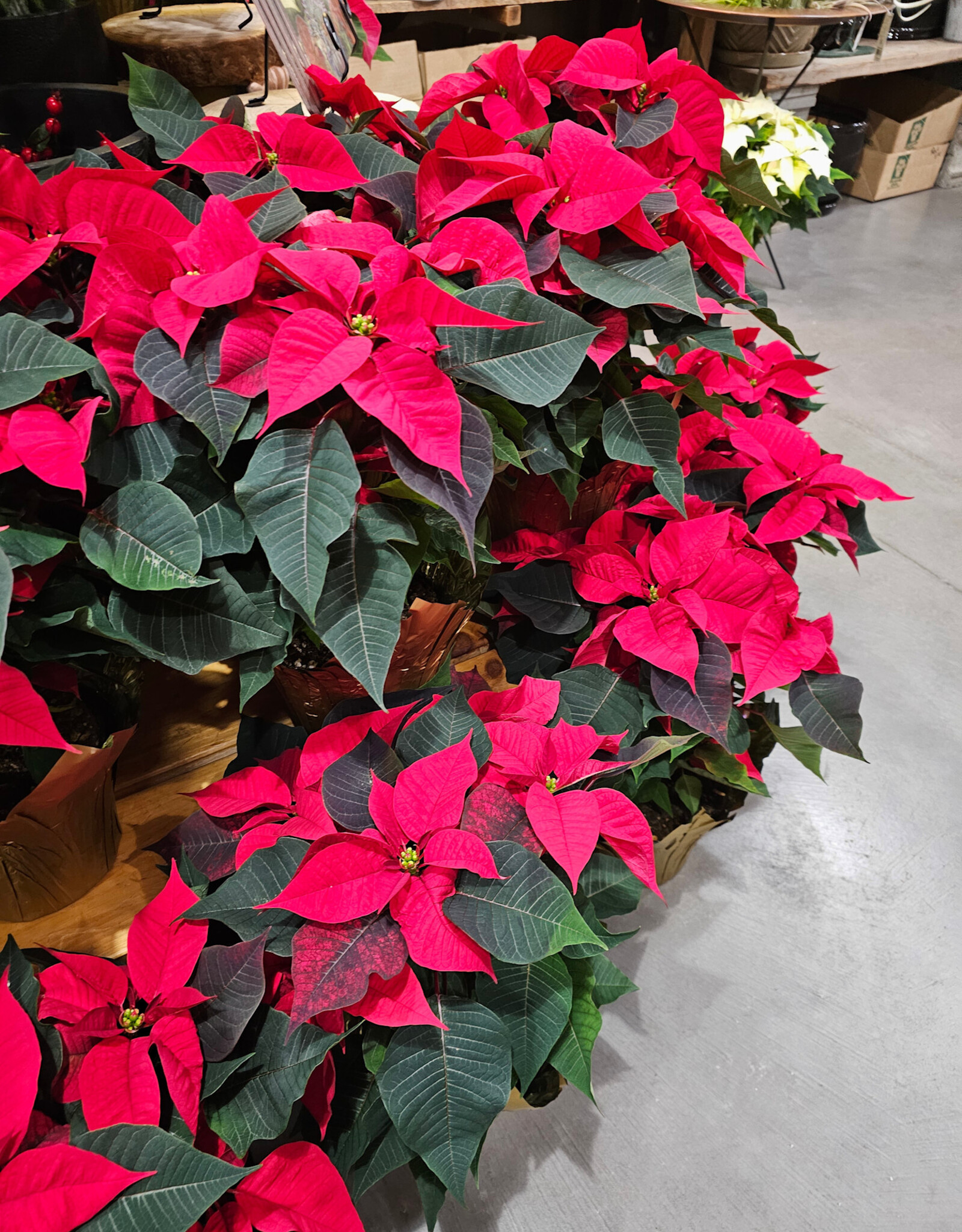 Poinsettia Assorted 6inch
