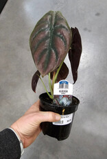 Alocasia Cuprea 4inch