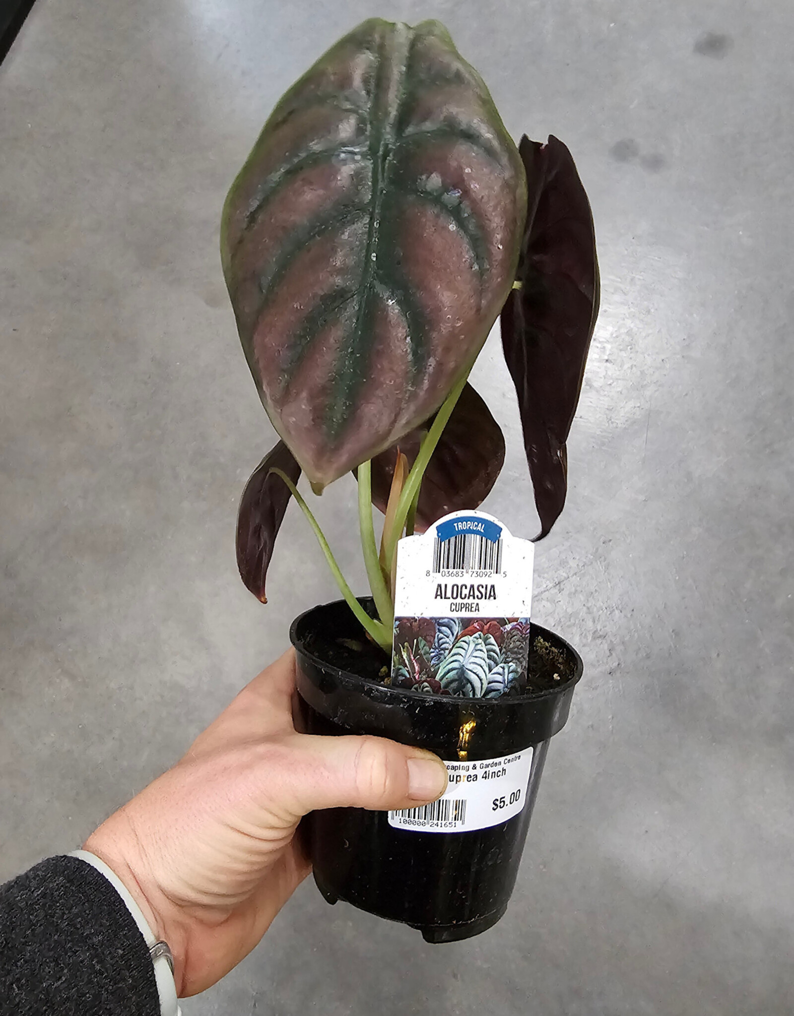 Alocasia Cuprea 4inch