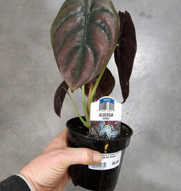 Alocasia Cuprea 4inch