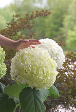 Proven Winners Hydrangea Incrediball 2gal