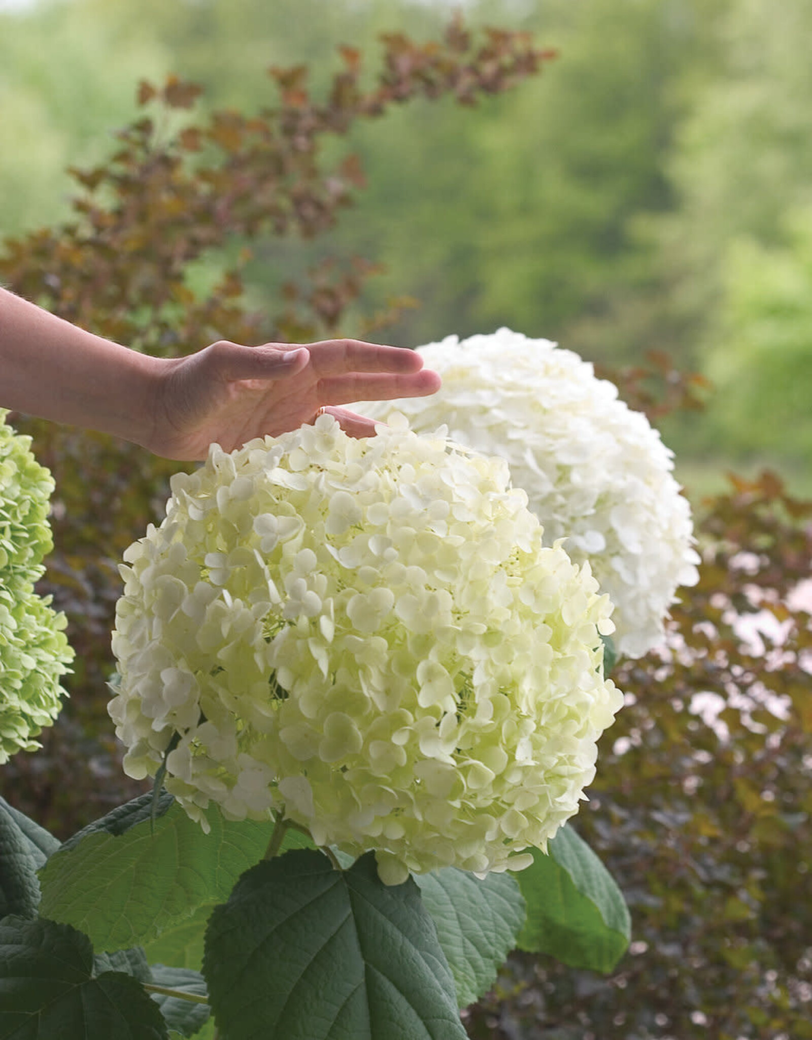 Proven Winners Hydrangea Incrediball 2gal