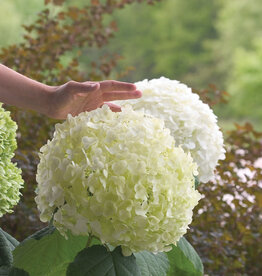 Proven Winners Hydrangea Incrediball 2gal