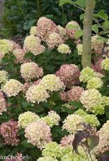 Proven Winners Hydrangea Little Lime