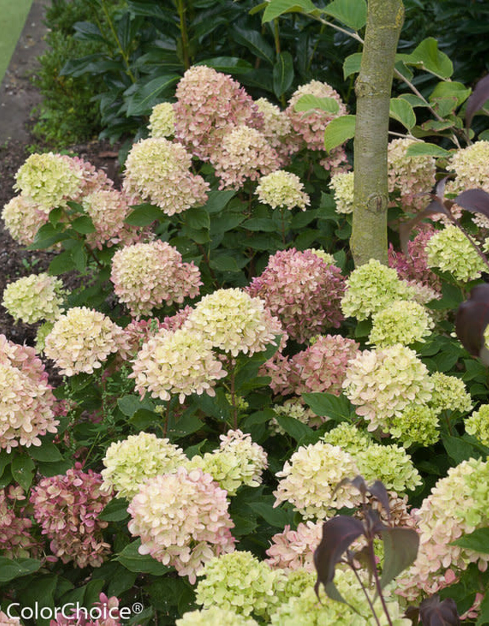 Proven Winners Hydrangea Little Lime