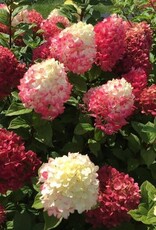 Proven Winners Hydrangea Little Lime Punch 2gal