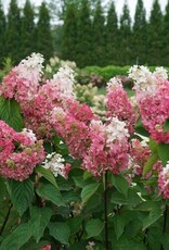 Proven Winners Hydrangea Pinky Winky Prime 2gal