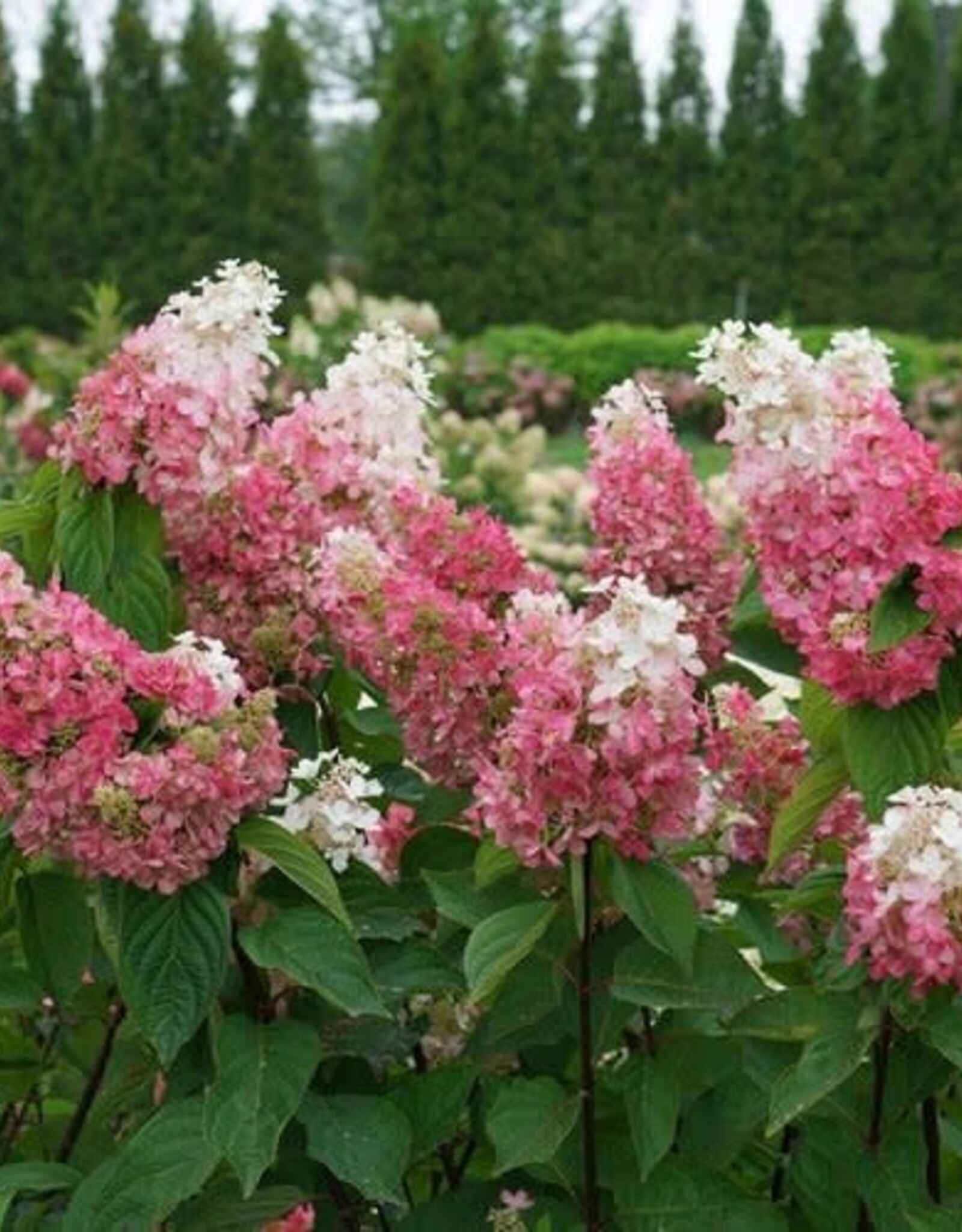 Proven Winners Hydrangea Pinky Winky Prime 2gal