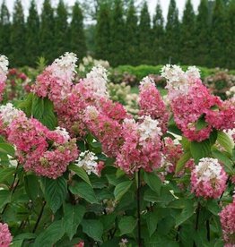Proven Winners Hydrangea Pinky Winky Prime 2gal