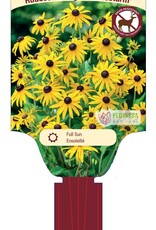 Rudebeckia Goldsturm 1gal