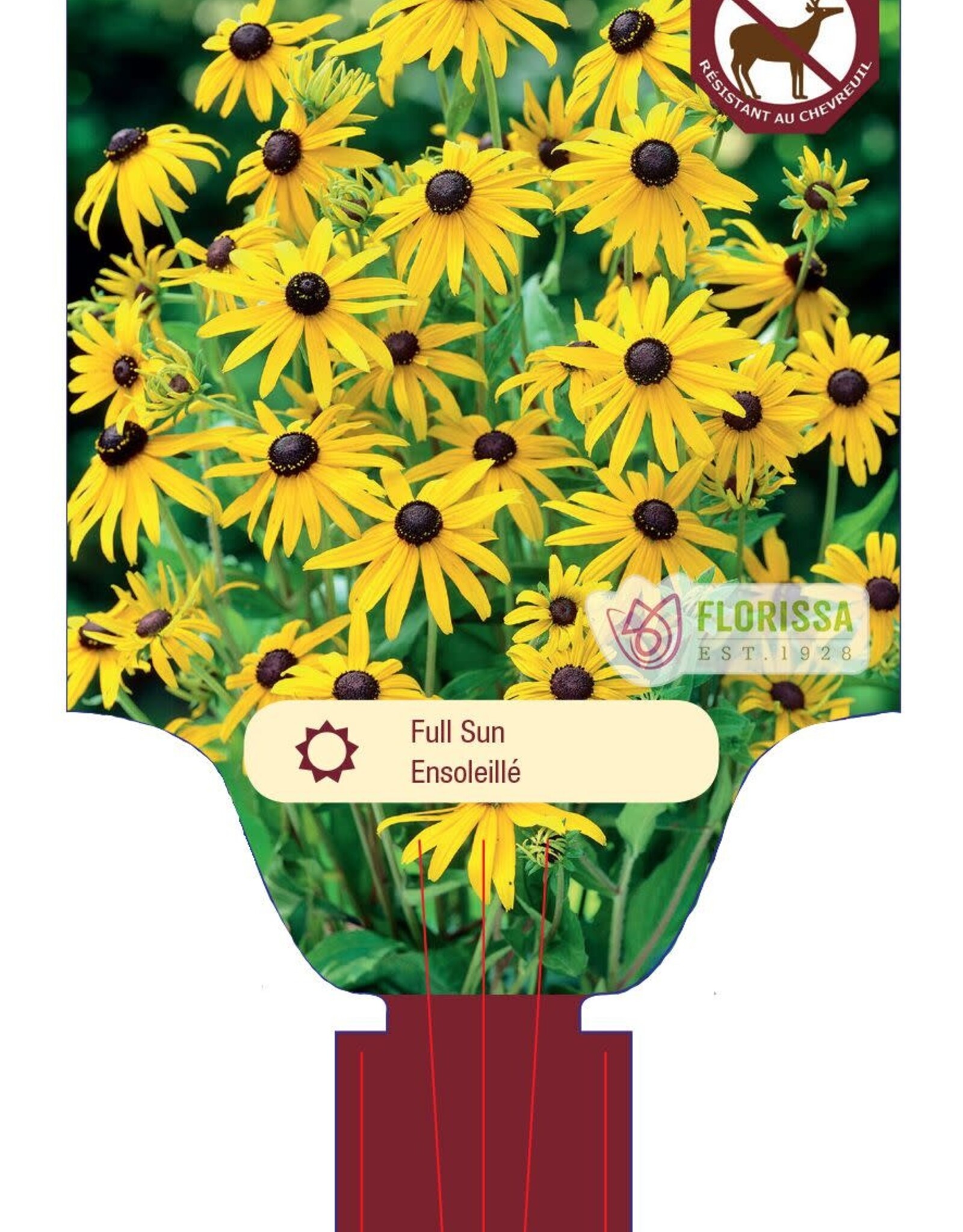 Rudebeckia Goldsturm 1gal