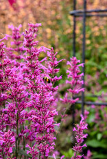 Proven Winners Agastache - Licorice Mint - Meant to Bee Royal Raspberry 1gal