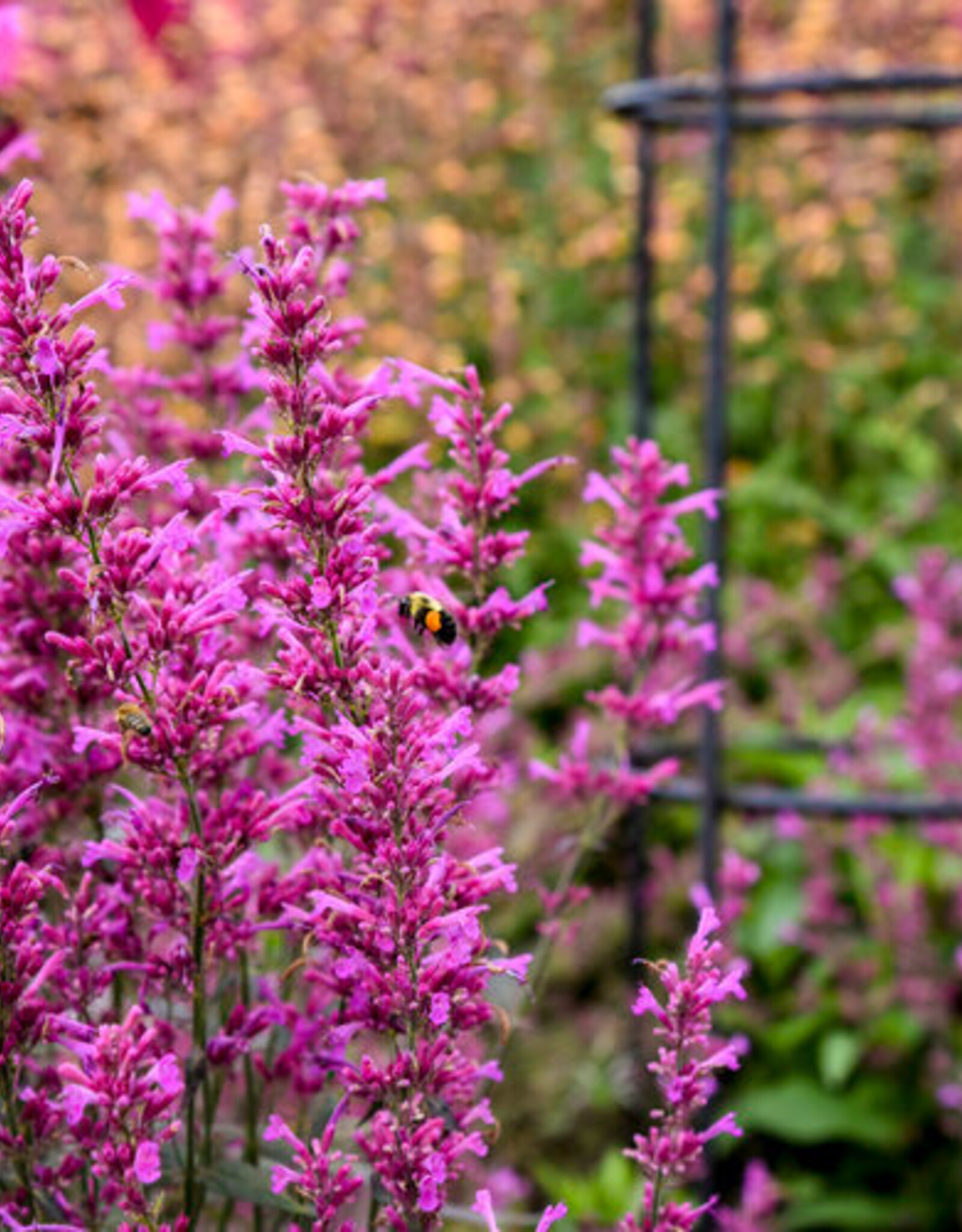 Proven Winners Agastache - Licorice Mint - Meant to Bee Royal Raspberry 1gal