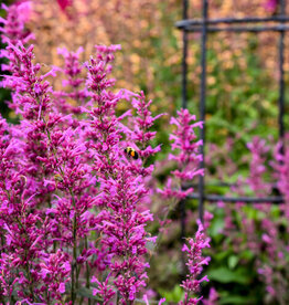 Proven Winners Agastache - Licorice Mint - Meant to Bee Royal Raspberry 1gal