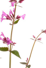 Proven Winners Agastache - Licorice Mint - Meant to Bee Royal Raspberry 1gal