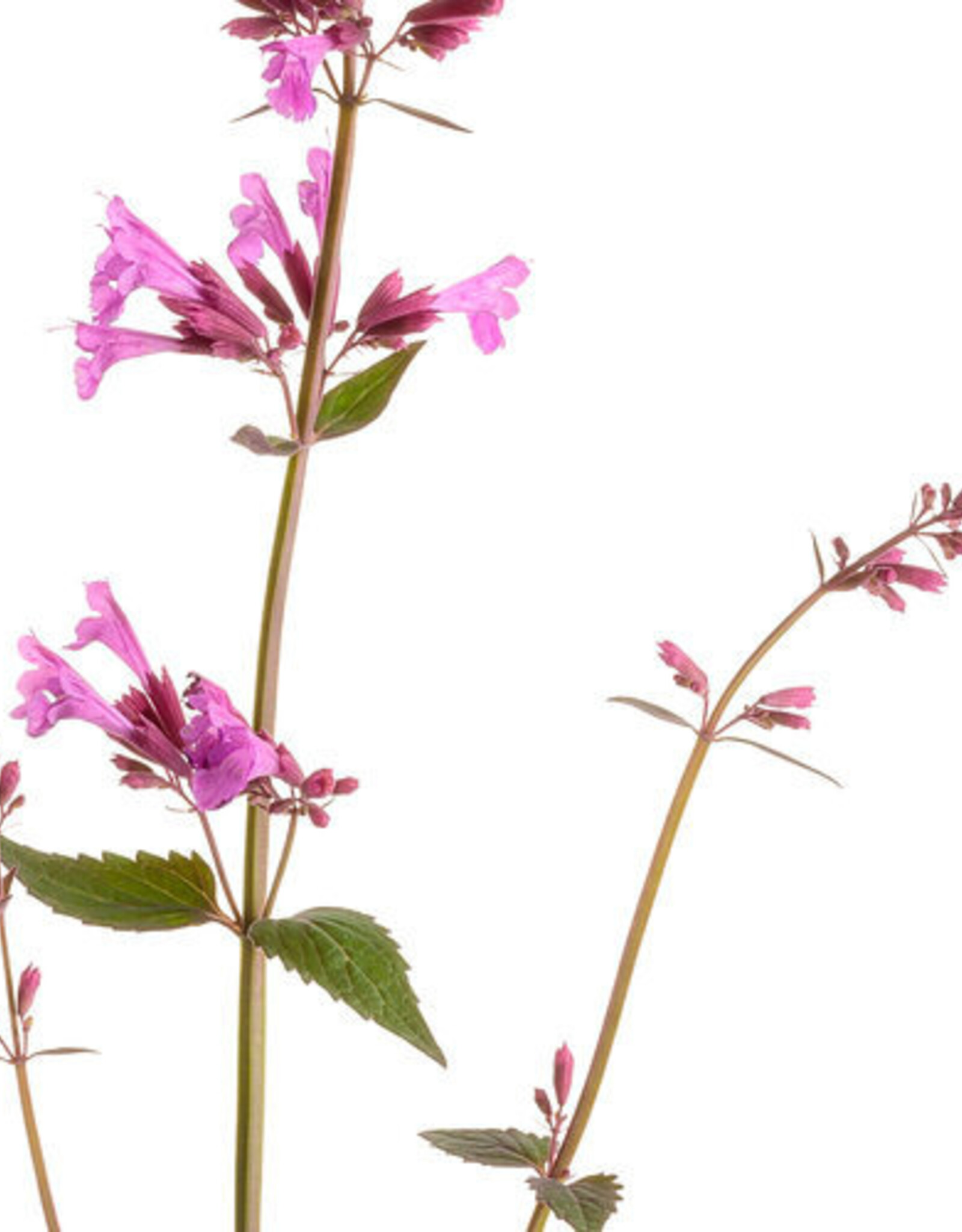 Proven Winners Agastache - Licorice Mint - Meant to Bee Royal Raspberry 1gal