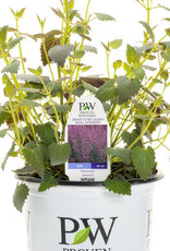Proven Winners Agastache - Licorice Mint - Meant to Bee Royal Raspberry 1gal