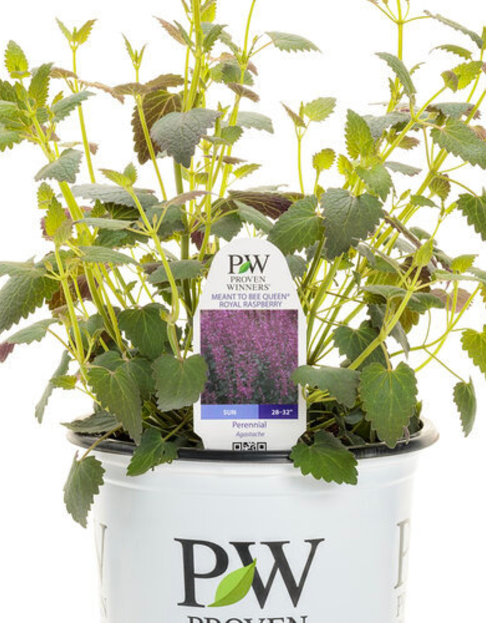 Proven Winners Agastache - Licorice Mint - Meant to Bee Royal Raspberry 1gal