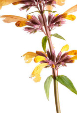 Proven Winners Agastache - Licorice Mint - Meant to Bee Queen Nectarine 1gal